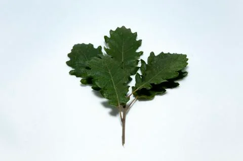 Leaves of an oak Stock Photos