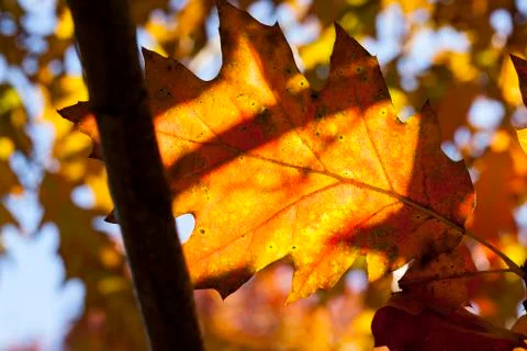 Leaves of an oak Stock Photos