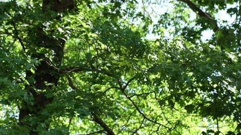 Leaves of Oak tree in summer breeze. Stock Footage 155134105