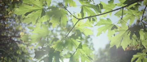 Leaves of an oak tree in the sun Stockbeeldmateriaal 135473238
