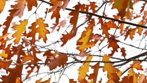 Leaves on an oak tree swaying in the wind in autumn season. Stock Footage 221190623