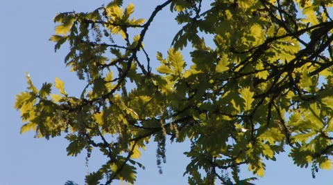 Leaves of oak tree in the wind Stock Footage 4715727