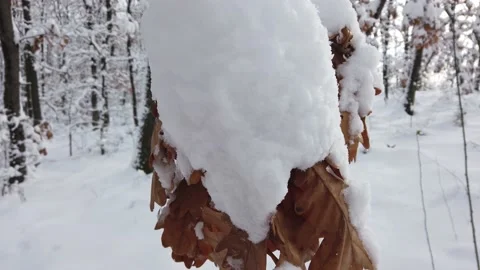 Leaves Of Oak Under Ice And Snow Stock Footage 166572377