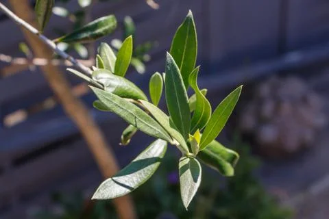 Leaves of olive tree Stock Photos