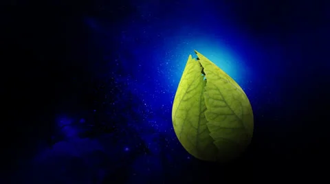 Leaves open Earth Video stock 24721718