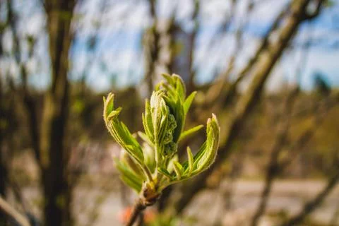 Leaves opening Stock Photos