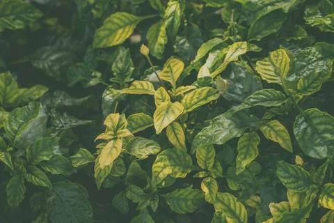 Leaves or greenleaf texture background in garden Stock Photos