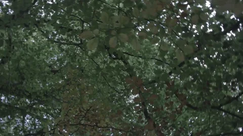 Leaves Orbit 库存影片 107473041