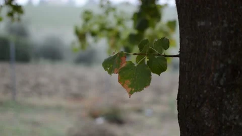 Leaves on an out of focus background Stock Footage 161871612