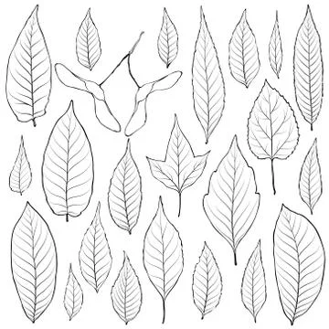 Leaves outline set vector. Coloring book page for adult Stock Illustration
