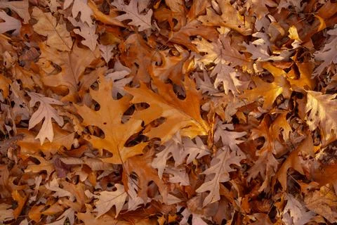 Leaves over leaves with leaf texture. Leaves beside leaf pattern. Autumn foliage Stock Photos