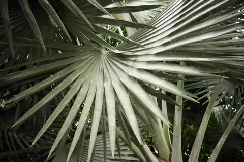Leaves of palm Stock Photos