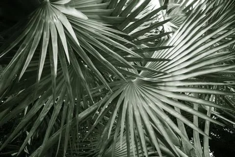 Leaves of palm Stock Photos