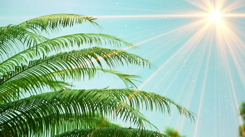 Leaves of palm tree and sunrays seamless loop Video stock 48730924