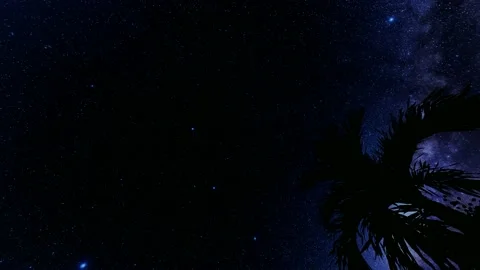 Leaves Palm tree background glow starry night 4k Stock Footage