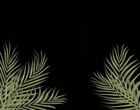 Leaves of palm tree background Stock Photos