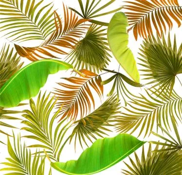 Leaves of palm tree background Stock Photos
