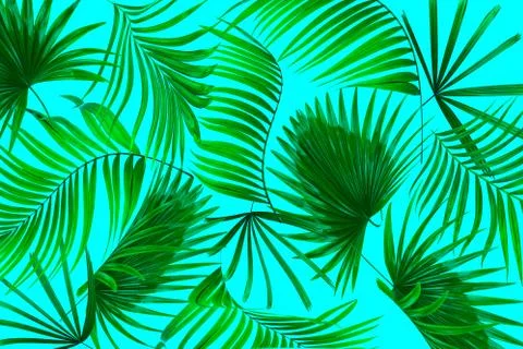 Leaves of palm tree background Stock Photos