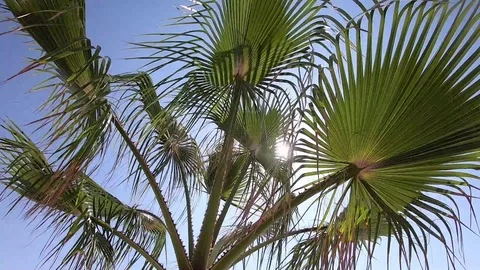 The leaves of the palm tree develop in a light wind and Shine in the sun. Stock Footage 126087498