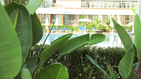 Leaves of palm tree in focus close-up, view of pool. Swimming Pool. Video stock 56470166