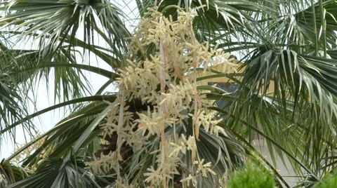 Leaves of Palm tree Stock Footage 53347820