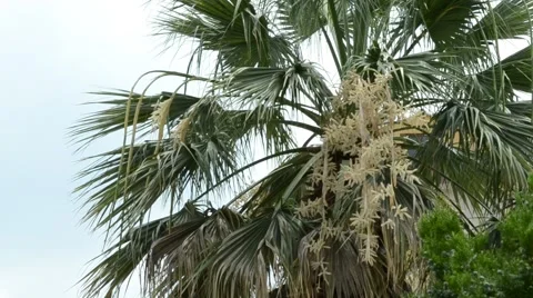 Leaves of Palm tree II. Stock Footage 53347859