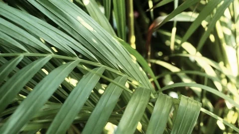 Leaves of the palm tree Moving along the wind in the evening. Stock Footage 106534006