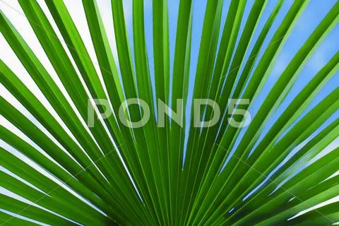 The leaves of palm tree Stock Photos