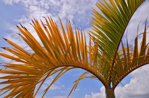 Leaves of palm tree Stock Photos