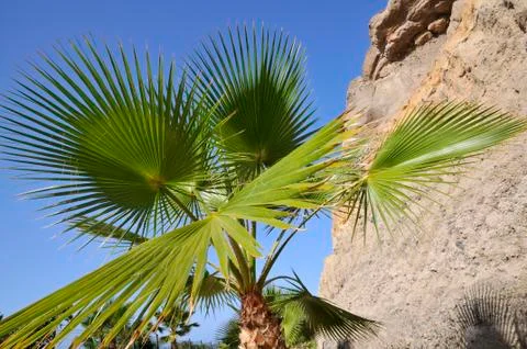 Leaves palm tree Stock-Fotos