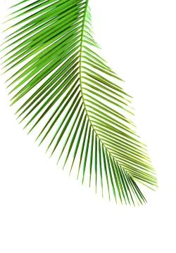 Leaves of palm tree Stock Photos