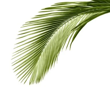 Leaves of palm tree Stock Photos