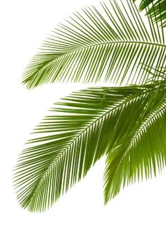 Leaves of palm tree Stock Photos