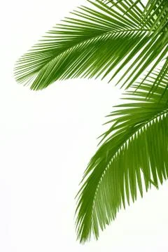 Leaves of palm tree Stock Photos