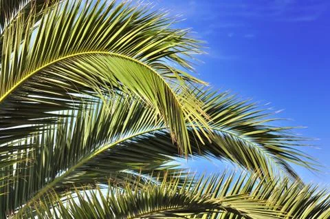 Leaves of a palm tree Foto stock