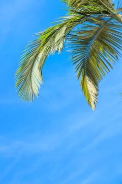 Leaves of palm tree Stock Photos