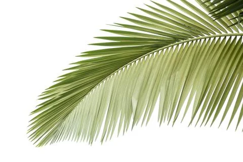Leaves of palm tree Stock Photos