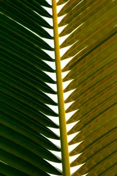 Leaves of a palm tree Stock Photos