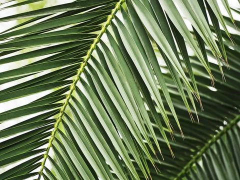 Leaves of palm tree Fotos Stock