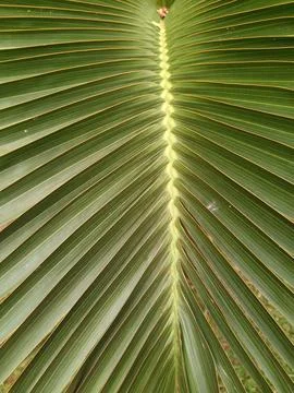 The leaves of the palm tree Stock Photos