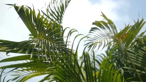 Leaves of the palm tree on the sky background. slow motion. 1920x1080 Stock Footage 87547407
