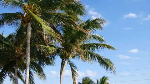 The Leaves Of A Palm Tree Sway In The Wind, Blue Sky Stock Footage 231124954