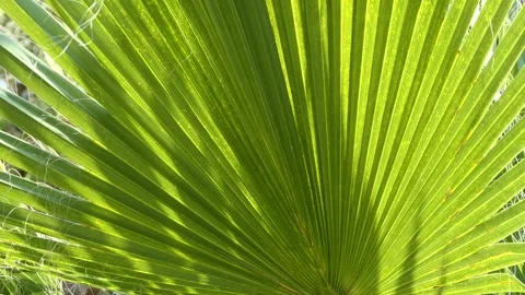 Leaves of palm tree swaying in the wind Stock-Footage 245825701