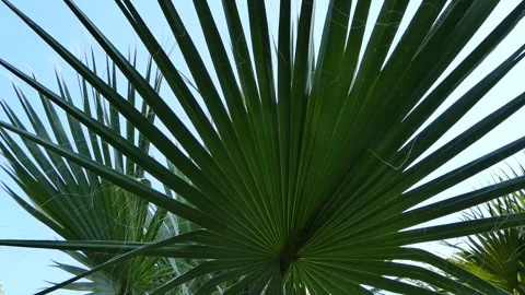 Leaves of palm tree swaying in the wind Stock Footage 245825791