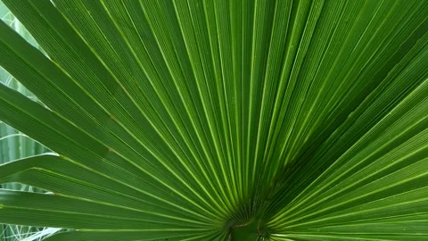 Leaves of palm tree swaying in the wind Stock Footage 246009607