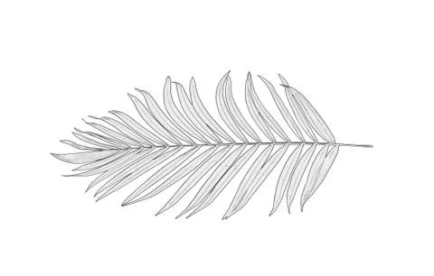 Leaves of palm tree on white background Stock Illustration
