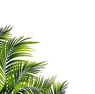 Leaves of palm tree on white background Stock Photos
