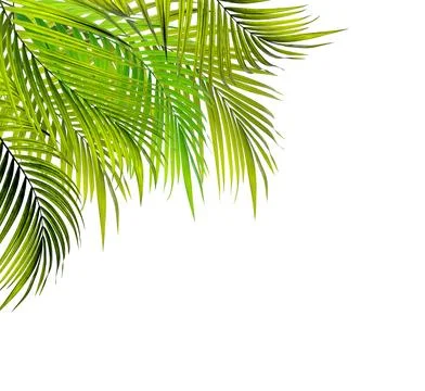 Leaves of palm tree on white background Stock Photos