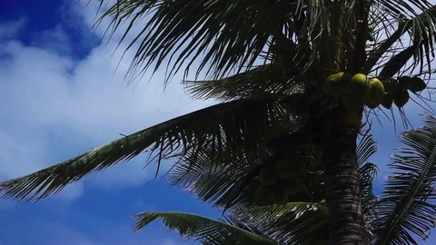 Leaves palm trees on backdrop of the sky are moving on the wind slowly Stock-Footage 96006338