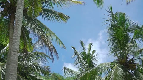 Leaves of Palm Trees on the Background with Blue Sky Видео 106457747